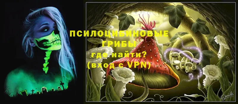 Галлюциногенные грибы Psilocybe  закладка  Кувшиново 